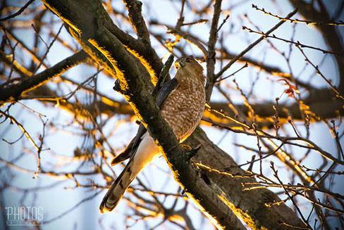 Red-Tailed Hawk