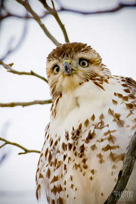 Red-Tailed Hawk