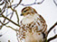 Red-Tailed Hawk