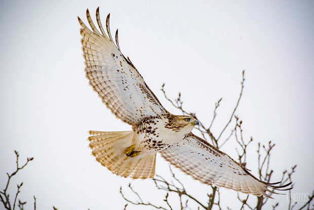 Red-Tailed Hawk