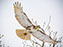 Red-Tailed Hawk