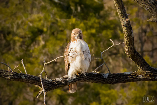 Red-Tailed Hawk