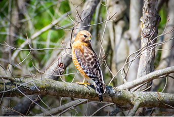 Red-Tailed Hawk