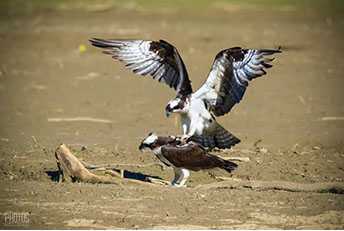 Osprey