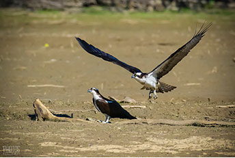 Osprey