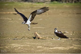 Osprey