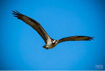 Osprey