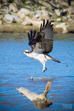 Osprey