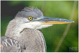 Great Blue Heron Puzzle