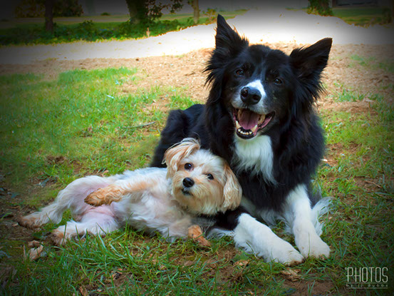 Simon & Jazzy, Pet Portrait