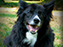 Simon & Jazzy, Pet Portrait
